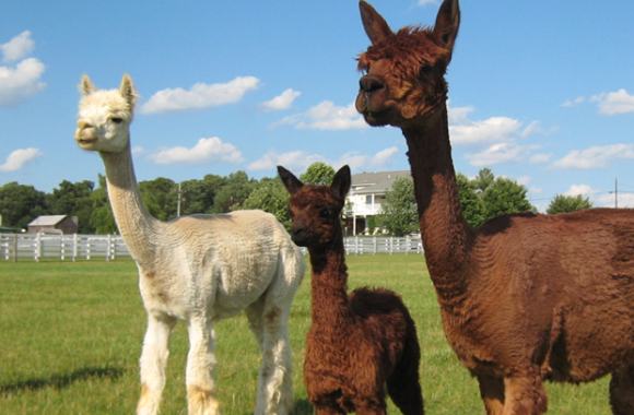 group1-alpaca-slider-image
