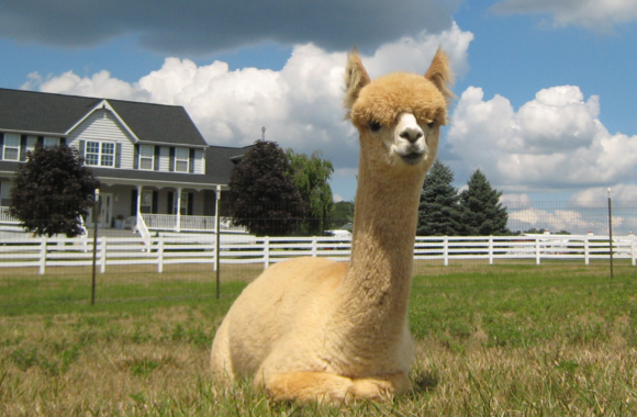 white-alpaca-slider-image