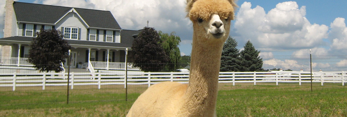 white alpaca laying in a green grass field with blue sky